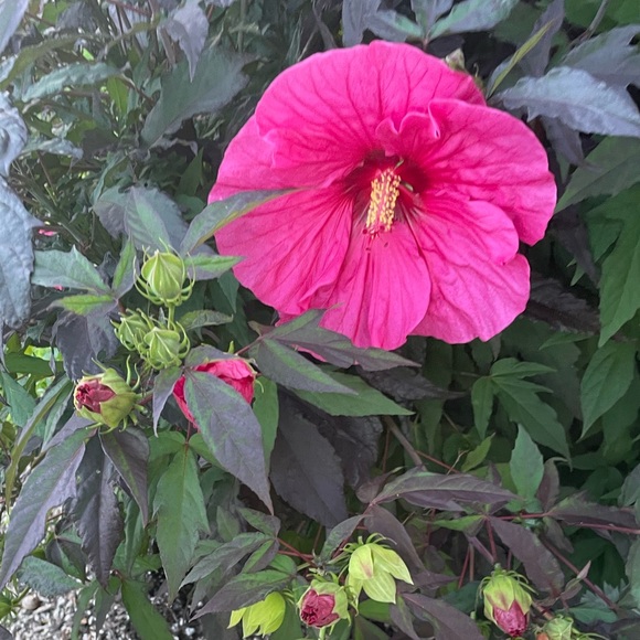 🌺 Meet your Posher, Dana 🌺 - Picture 12 of 12